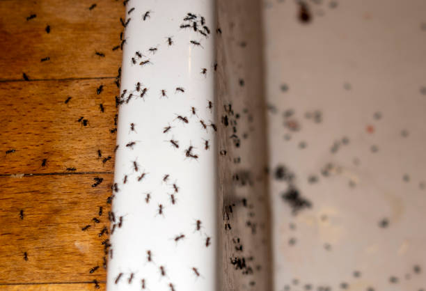 Best Residential Pest Control  in Mcdonough, GA